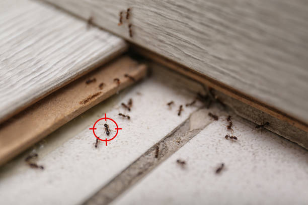 Best Commercial Pest Control Services  in Willmsburg, IA